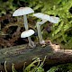 Mycena rorida