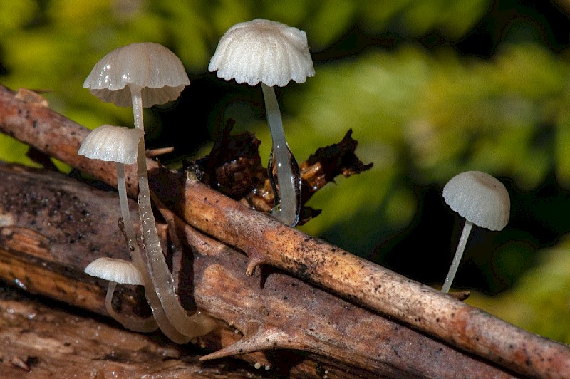 Mycena rorida - © Charles Hipkin