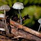 Mycena rorida