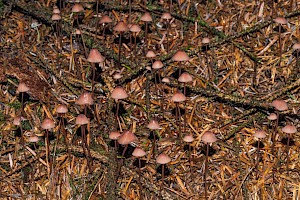 Mycena sanguinolenta Bleeding Bonnet