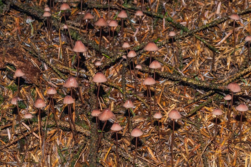 Mycena sanguinolenta - © Charles Hipkin