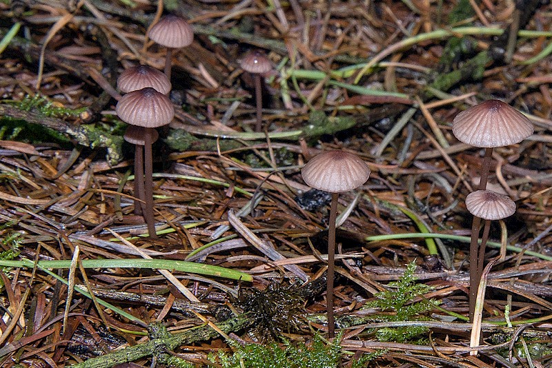 Mycena sanguinolenta - © Charles Hipkin