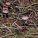 Mycena sanguinolenta