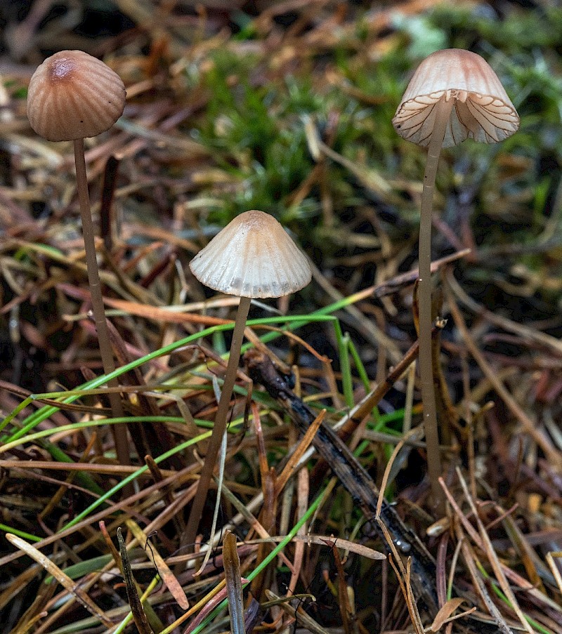 Mycena sanguinolenta - © Charles Hipkin