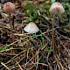 Mycena sanguinolenta