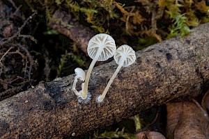 Mycena speirea Bark Bonnet