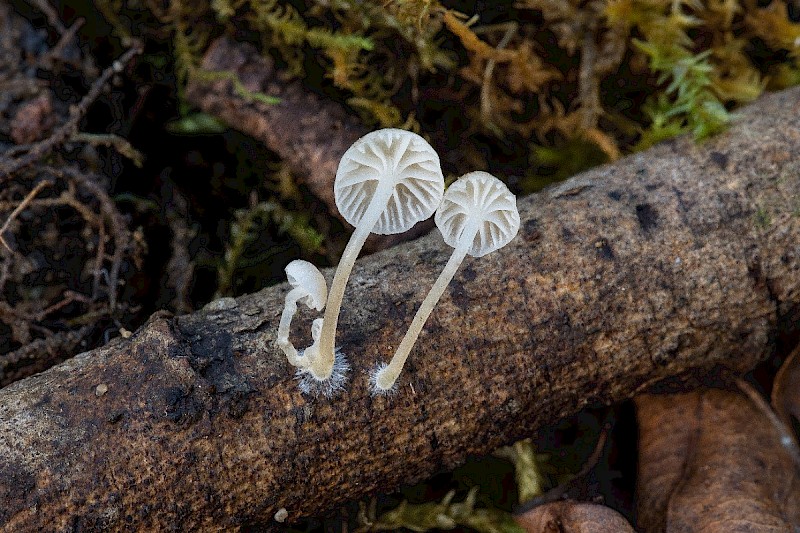 Mycena speirea - © Charles Hipkin