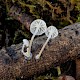 Mycena speirea