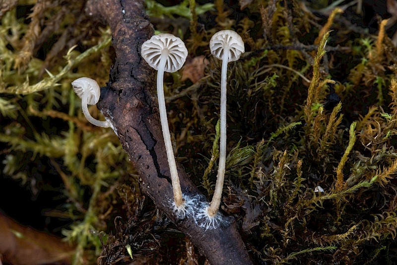 Mycena speirea - © Charles Hipkin