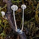 Mycena speirea