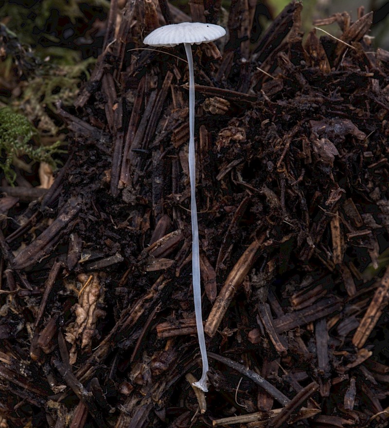 Mycena stylobates - © Charles Hipkin