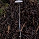 Mycena stylobates