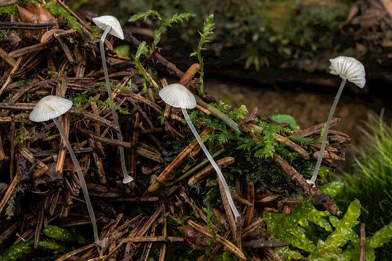 Mycena stylobates - © Charles Hipkin