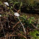 Mycena stylobates