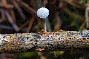 Mycena tenerrima Frosty Bonnet