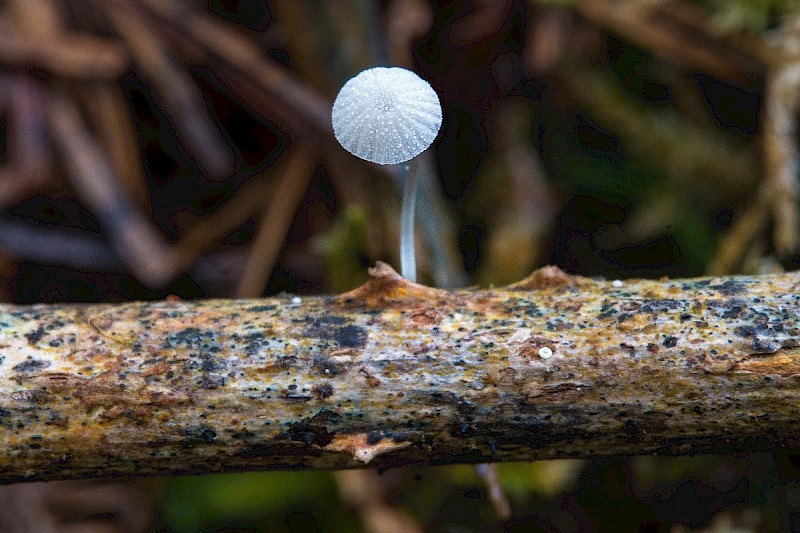 Mycena tenerrima - © Charles Hipkin