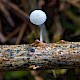 Mycena tenerrima