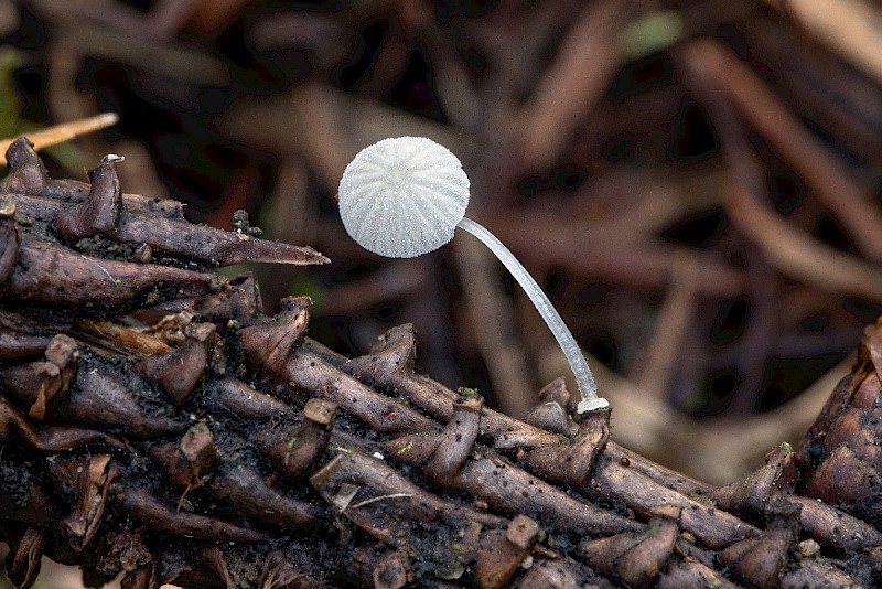 Mycena tenerrima - © Charles Hipkin