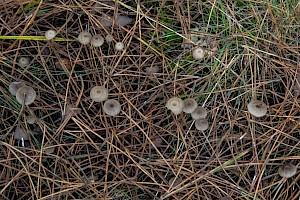 Mycena vulgaris Vulgar Bonnet