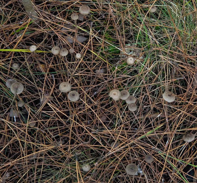 Mycena vulgaris - © Charles Hipkin