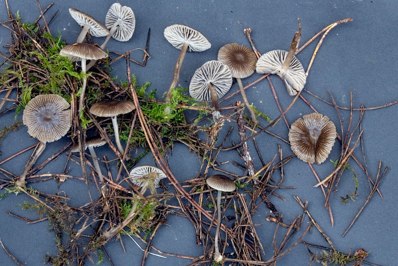 Mycena vulgaris - © Charles Hipkin