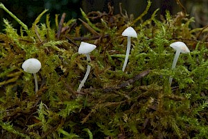 Hemimycena lactea Milky Bonnet