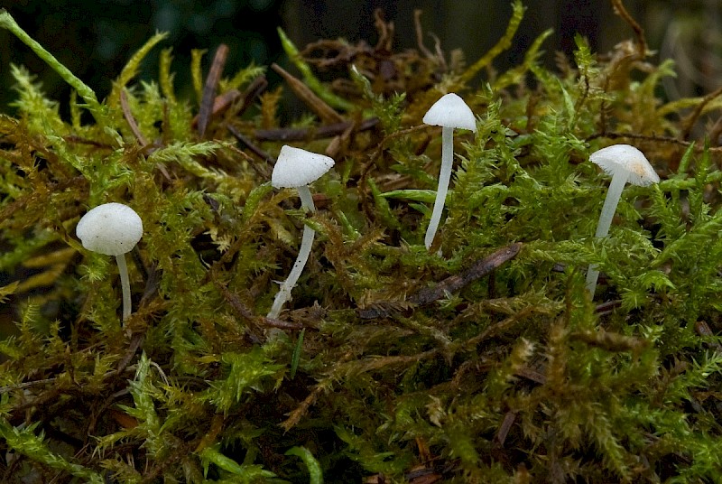 Hemimycena lactea - © Charles Hipkin