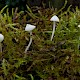 Hemimycena lactea