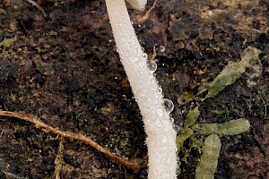 Hemimycena tortuosa Dewdrop Bonnet