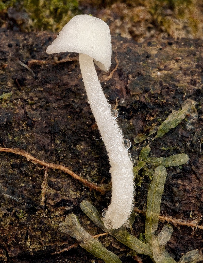 Hemimycena tortuosa - © Charles Hipkin