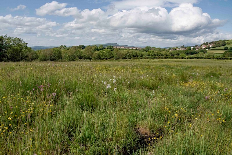 Marshy Grassland (including Rhos Pasture) - © Charles Hipkin