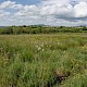 Marshy Grassland (including Rhos Pasture)