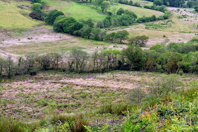 Marshy Grassland (including Rhos Pasture) - © Charles Hipkin