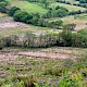 Marshy Grassland (including Rhos Pasture)