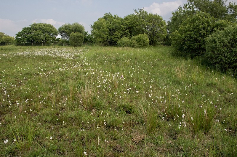 Marshy Grassland (including Rhos Pasture) - © Charles Hipkin