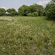 Marshy Grassland (including Rhos Pasture)