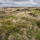 Acid Grassland/Heathland and Moorland