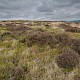 Acid Grassland/Heathland and Moorland