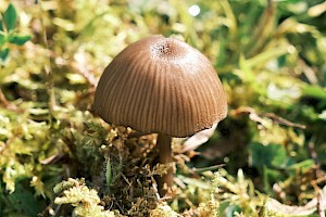 Entoloma sericeoides 