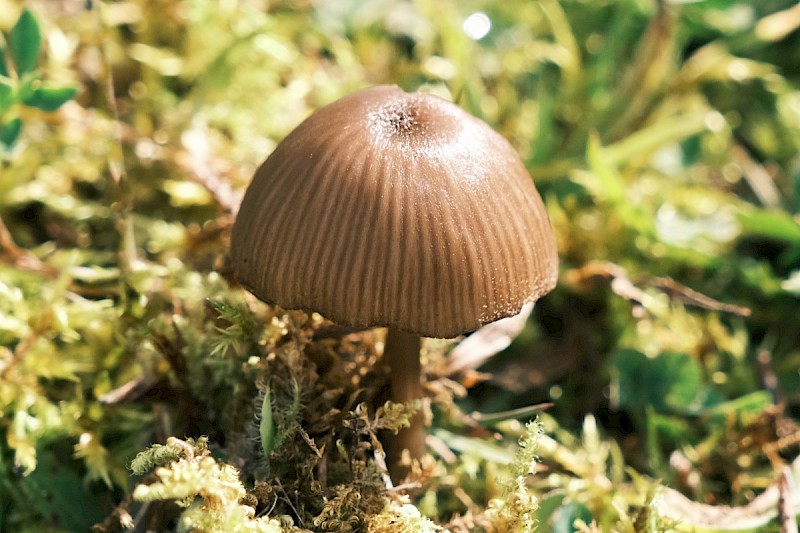 Entoloma sericeoides - © Charles Hipkin