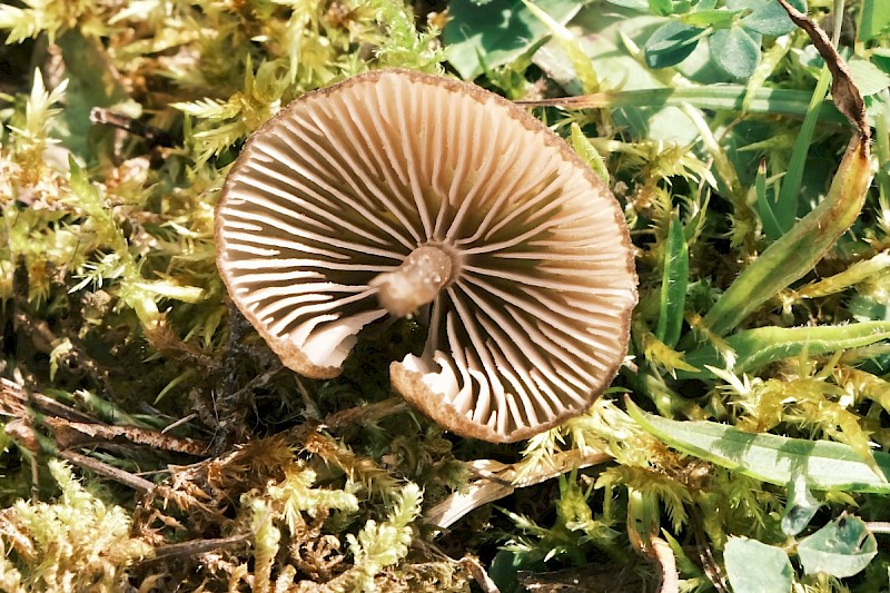 Entoloma sericeoides - © Charles Hipkin