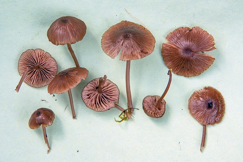 Entoloma sericeoides - © Charles Hipkin