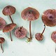 Entoloma sericeoides