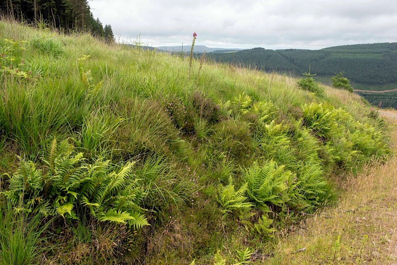 Acid Grassland/Heathland and Moorland - © Charles Hipkin