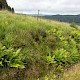 Acid Grassland/Heathland and Moorland