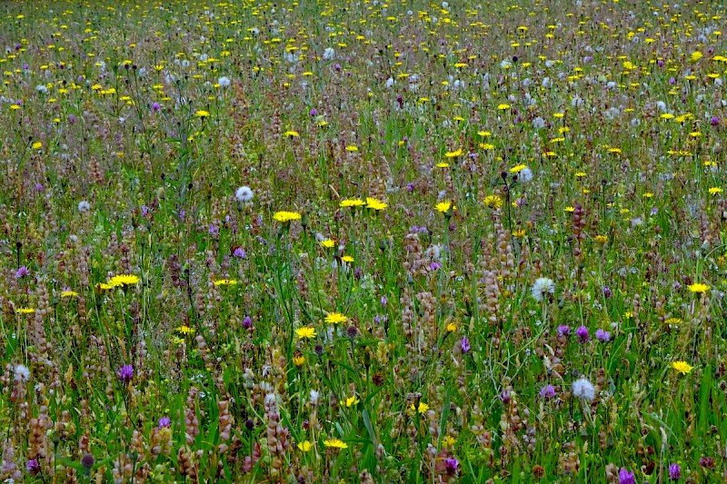 Semi-improved Mesotropic Grassland, Roadside Verges and Roundabouts - © Charles Hipkin