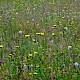 Semi-improved Mesotropic Grassland, Roadside Verges and Roundabouts