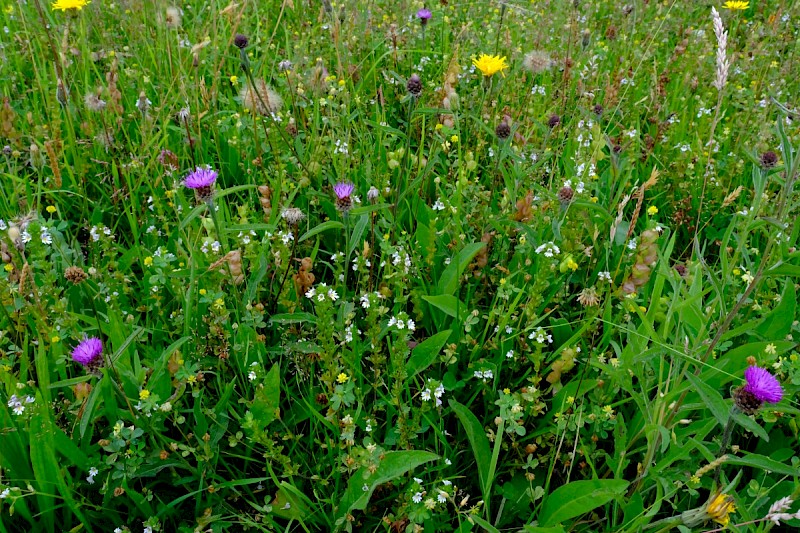 Semi-improved Mesotropic Grassland, Roadside Verges and Roundabouts - © Charles Hipkin