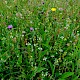 Semi-improved Mesotropic Grassland, Roadside Verges and Roundabouts