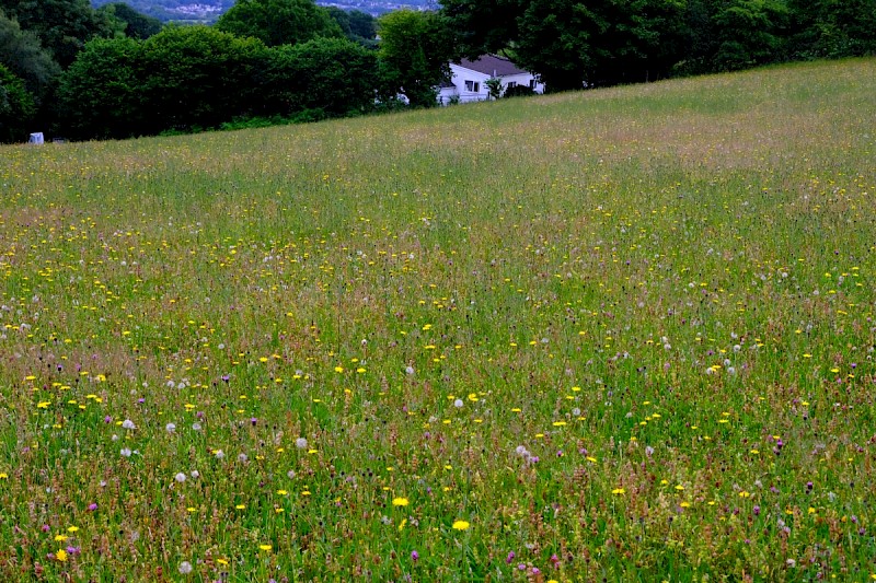 Semi-improved Mesotropic Grassland, Roadside Verges and Roundabouts - © Charles Hipkin